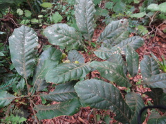 Meliosma grandifolia