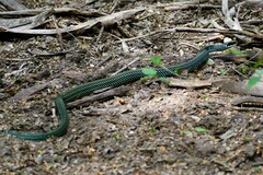 Drymobius margaritiferus