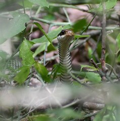Drymobius margaritiferus