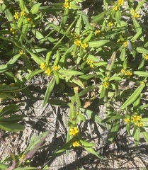 Melampodium sericeum