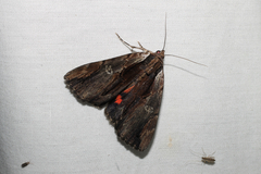 Catocala ultronia