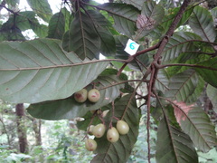 Meliosma grandifolia