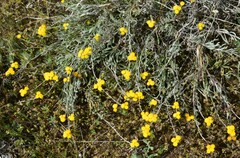 Chrysocephalum apiculatum