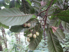 Meliosma grandifolia