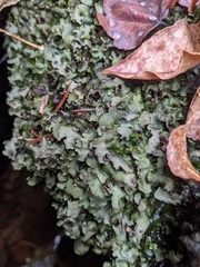 Dermatocarpon luridum