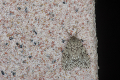 Lymantria grisea