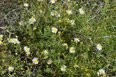 Brachyscome ciliaris