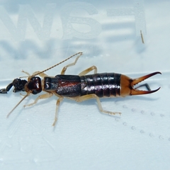 Labidura riparia