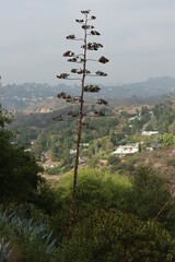 Agave