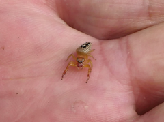 Opisthoncus sexmaculatus