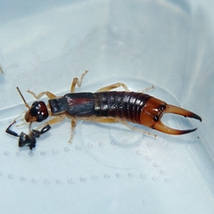 Labidura riparia