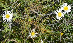 Brachyscome ciliaris