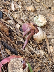 Coenobita brevimanus