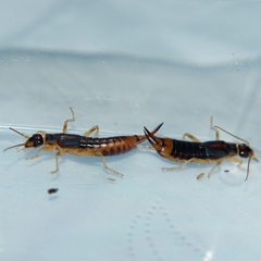Labidura riparia