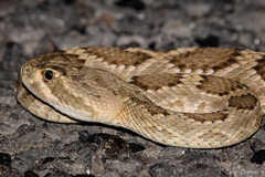 Crotalus scutulatus