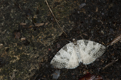 Parapsestis tomponis