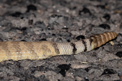Crotalus scutulatus