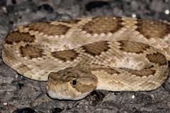 Crotalus scutulatus
