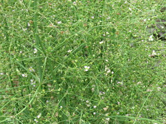 Alisma