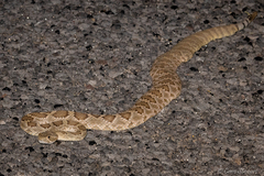 Crotalus scutulatus