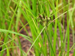 Carex kelloggii