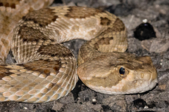 Crotalus scutulatus