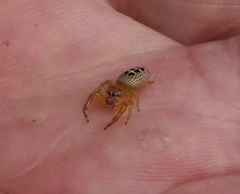 Opisthoncus sexmaculatus