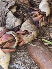 Coenobita brevimanus