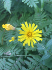 Hieracium umbellatum umbellatum