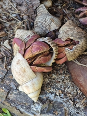 Coenobita brevimanus