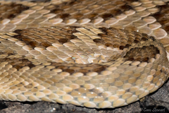Crotalus scutulatus