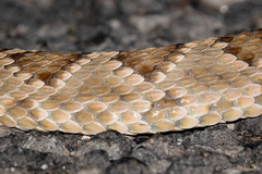 Crotalus scutulatus