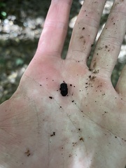 Bolitotherus cornutus