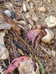 Coenobita brevimanus