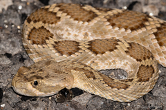 Crotalus scutulatus