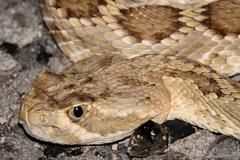 Crotalus scutulatus