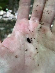 Bolitotherus cornutus
