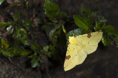 Opisthograptis punctilineata