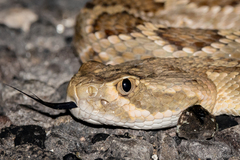 Crotalus scutulatus
