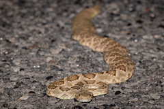Crotalus scutulatus