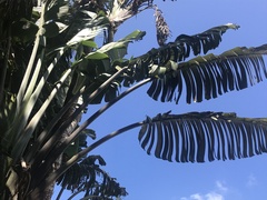 Ravenala madagascariensis