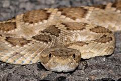 Crotalus scutulatus