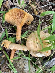 Lactarius rubrilacteus