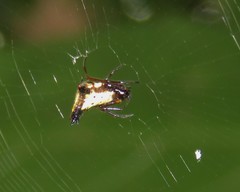 Micrathena duodecimspinosa