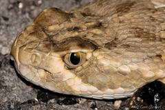 Crotalus scutulatus