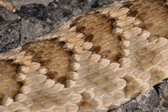 Crotalus scutulatus