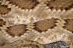 Crotalus scutulatus