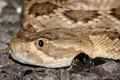 Crotalus scutulatus