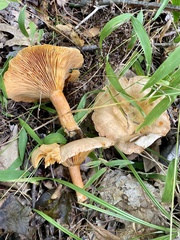 Lactarius rubrilacteus