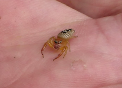 Opisthoncus sexmaculatus